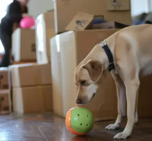 A Checklist for Moving with Pets: Stress‑Reduced Relocation Guide by Gatech Center Moving 4 A Checklist for Moving with Pets: Stress‑Reduced Relocation Guide by Gatech Center Moving